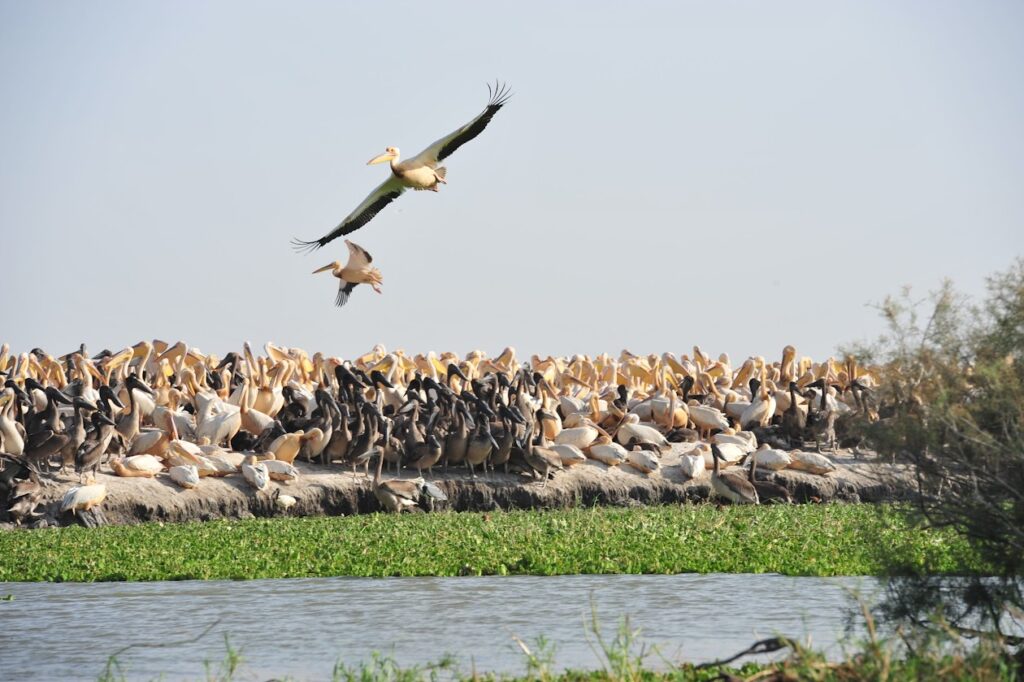 Parc National de Djoudj