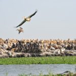 Parc National de Djoudj