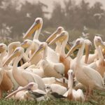 Guide touristique Parc de Djoudj Saint-Louis Sénégal