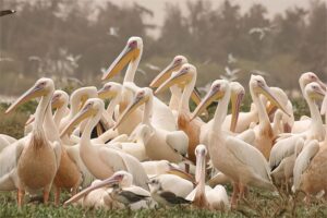 Guide touristique Parc de Djoudj Saint-Louis Sénégal