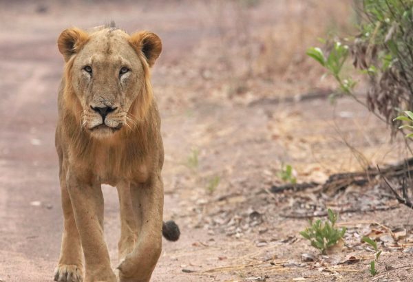Excursion Parc National du Niokolo-Koba