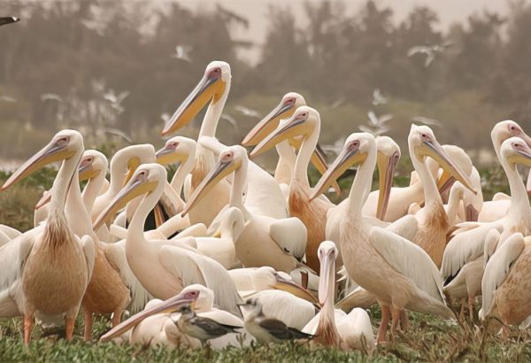 Guide touristique Parc de Djoudj Saint-Louis Sénégal
