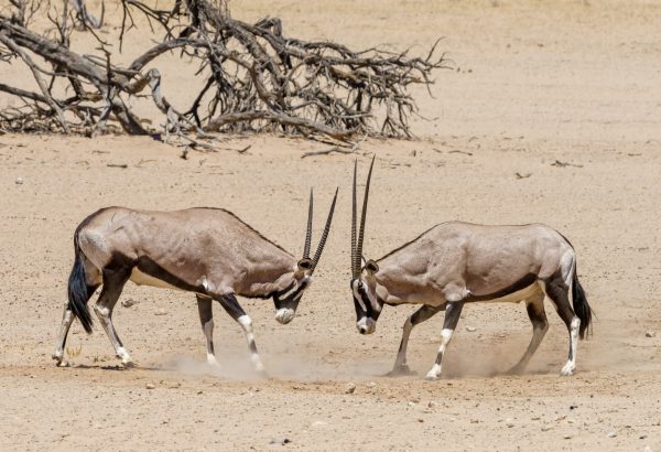 Guide touristique Saint-Louis Sénégal (8)