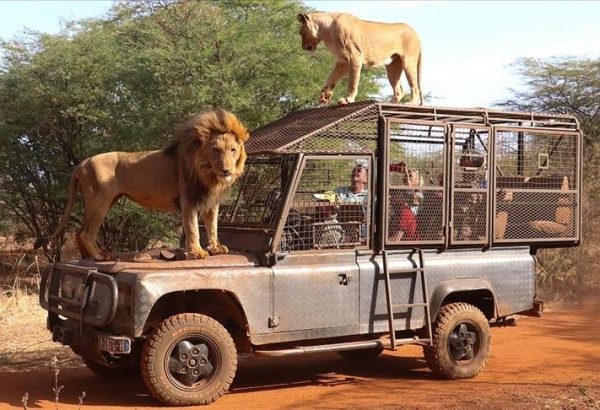 Safari Lions au Ranch de Bandia